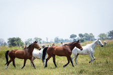 Botswana-Okavango Delta-Okavango Big Five Safari - 6 days